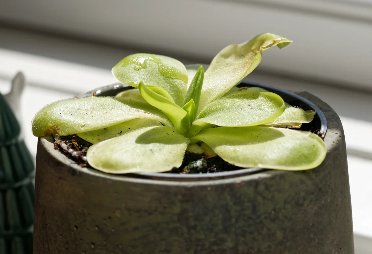 Vibefedt (Pinguicula x Tina) - Billede 2