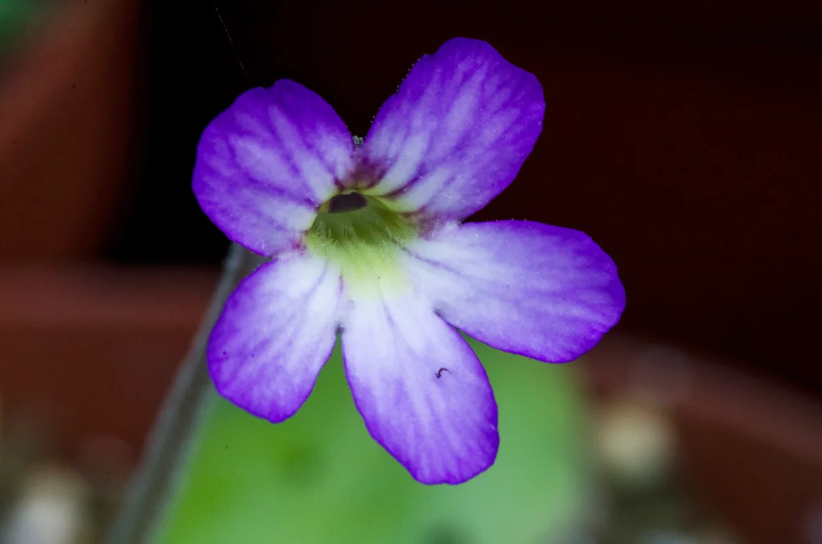 Vibefedt (Pinguicula x Tina) - Billede 3